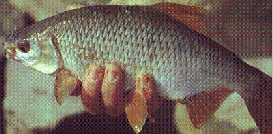 leeuwerik Soms verhoging Met de matchhengel - Vissen door Johan. Al mijn ervaringen mbt de diverse  disciplines in het vissen.